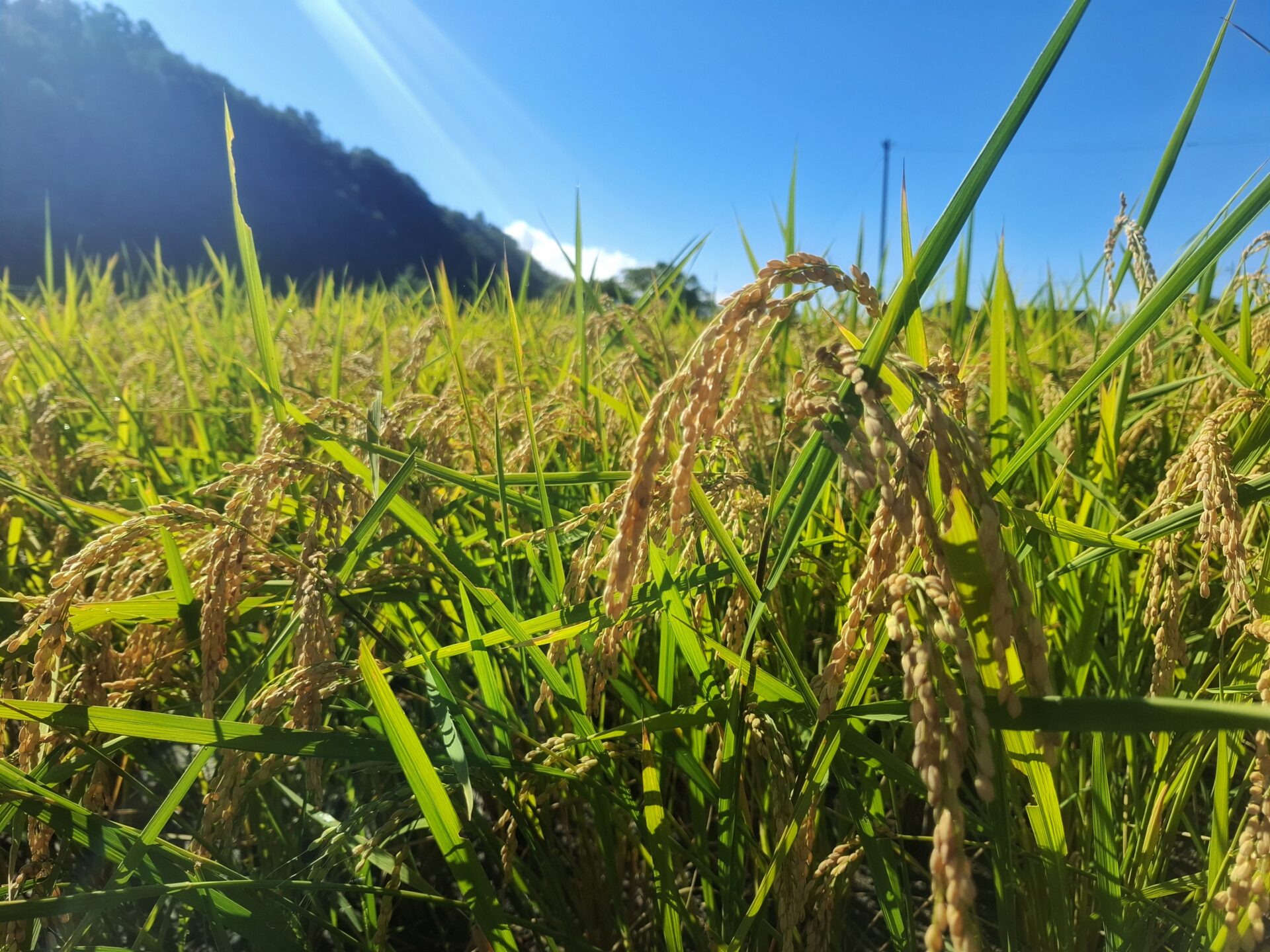 Beyond Rice Harvesting